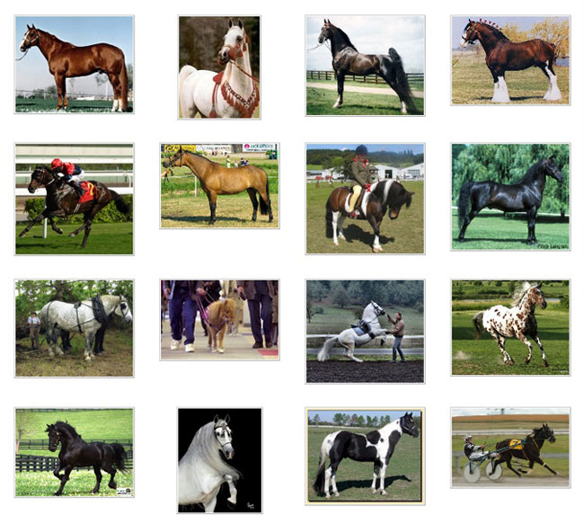 Which horse breed are your friends tagged as?